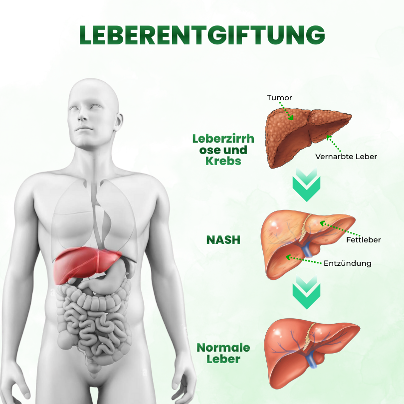 Timilk® SculptAura Moringa . Berberin + NAD+ 10-in-1 Nano-Mikronadel-Patch