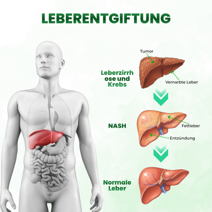 Timilk® SculptAura Moringa . Berberin + NAD+ 10-in-1 Nano-Mikronadel-Patch